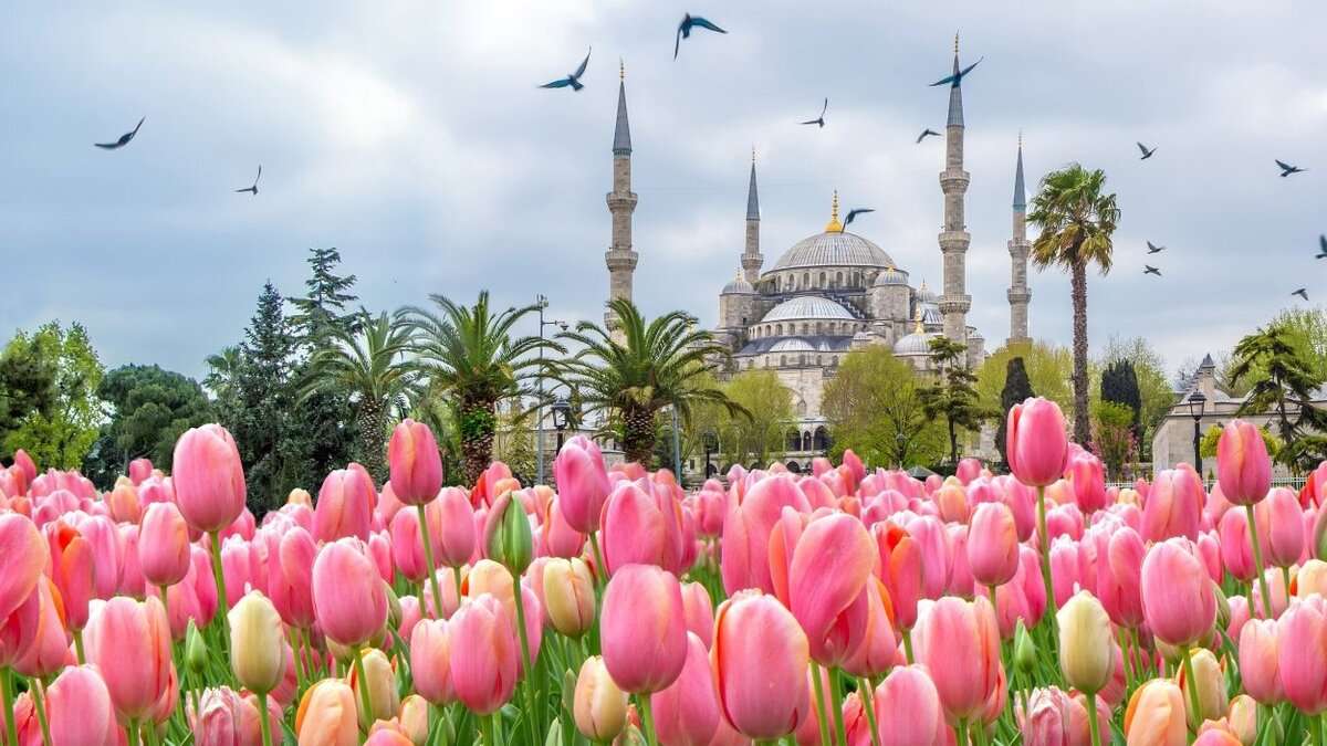  Tulip Festival in Istanbul